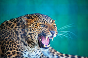 Fotótapéták Attention Leopard