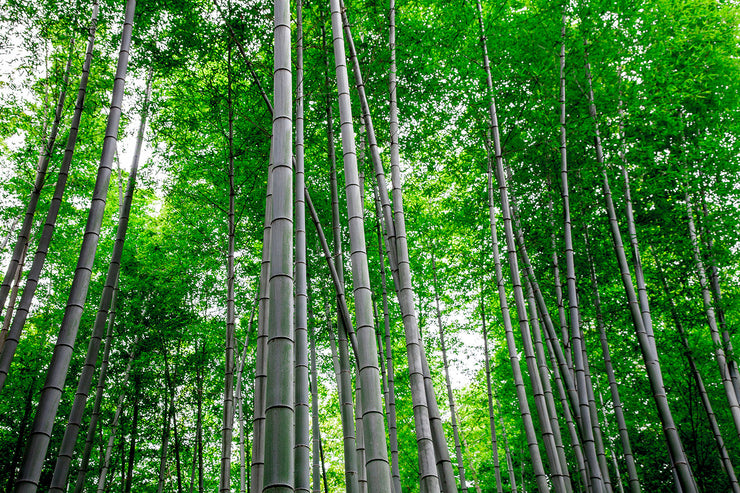 Fotótapéták Bamboo Forest