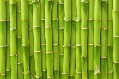 Fotótapéták Bamboo Wall