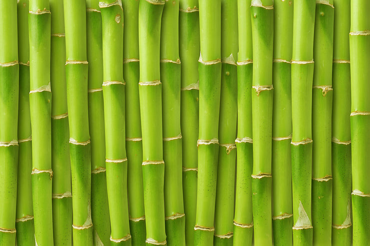 Fotótapéták Bamboo Wall