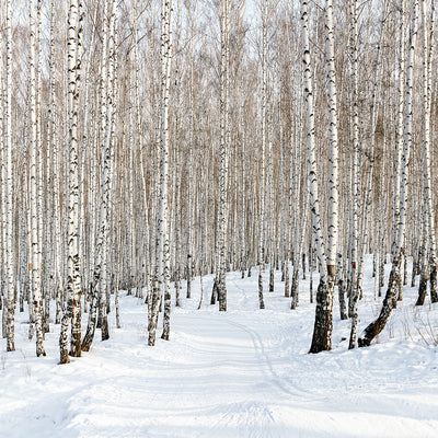 Fotótapéták Birch Forest Tracks In Snow
