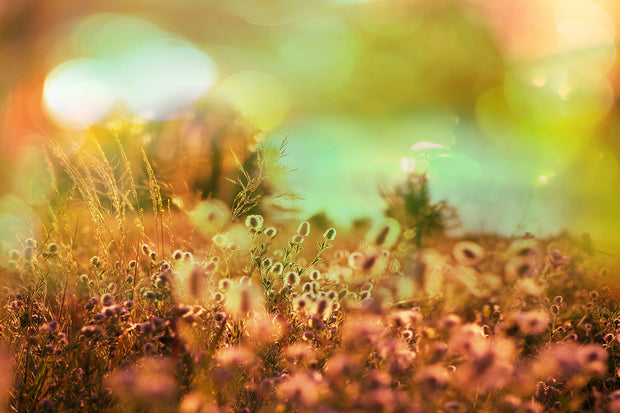 Fotótapéták Flower Meadow At Twilight