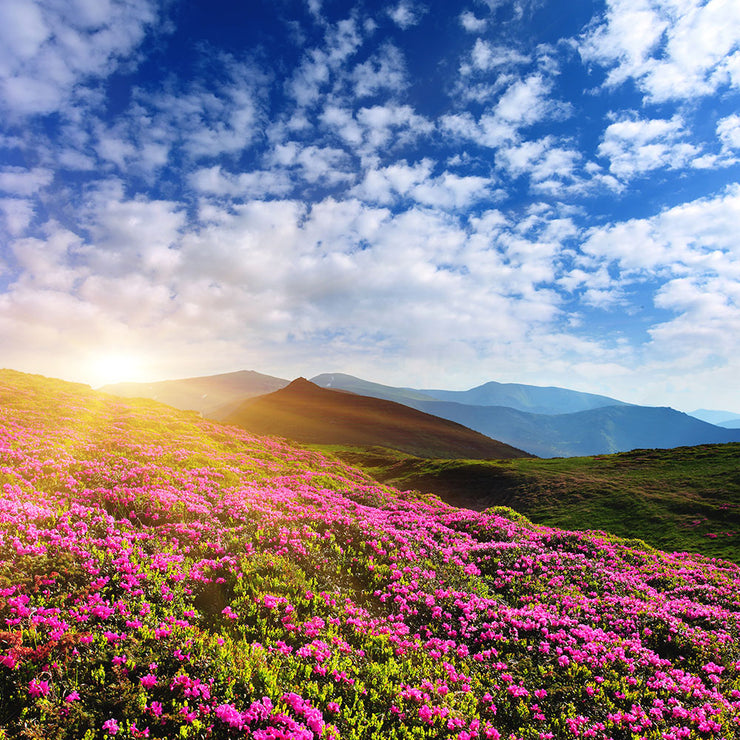 Fotótapéták Flowery Mountain Landscape