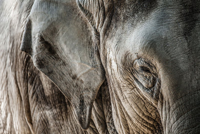 Fotótapéták Close Up Elephant