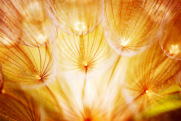 Fotótapéták Close Up Dandelion In Light