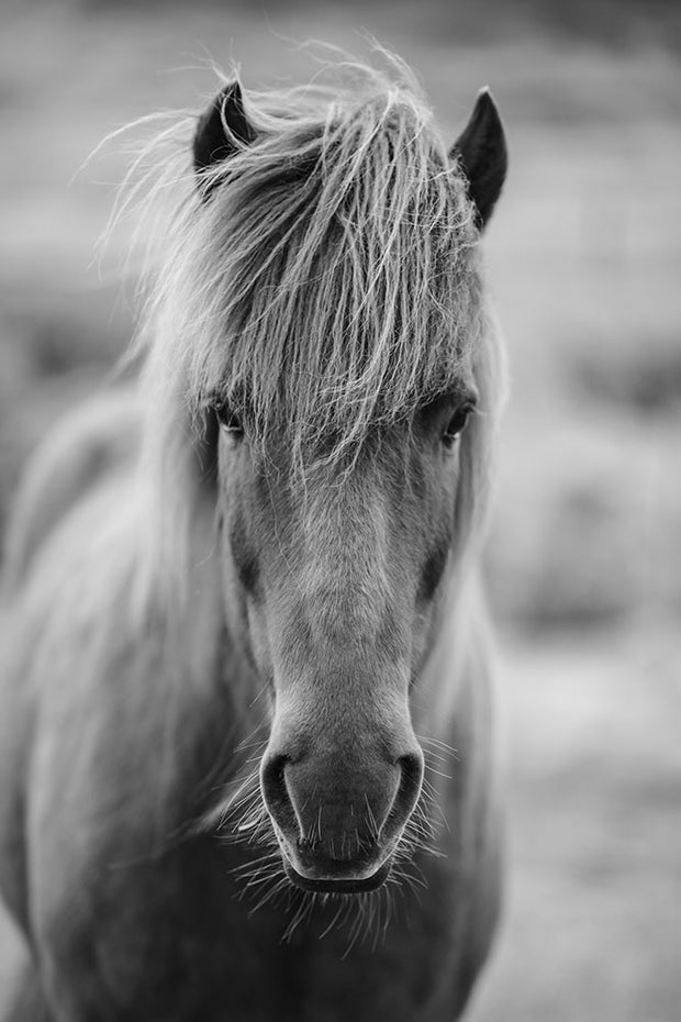 Fotótapéták Horse Being At The Corridor