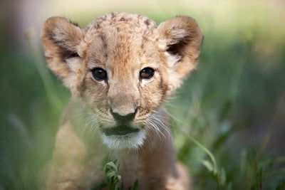 Fotótapéták Lion Baby