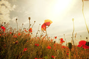 Fotótapéták The Poppy Field At Sunrise