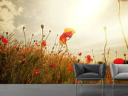 Fotótapéták The Poppy Field At Sunrise