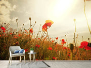 Fotótapéták The Poppy Field At Sunrise