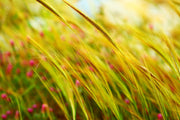 Fotótapéták The Wheat Field