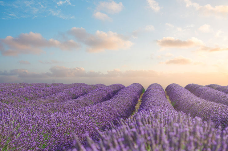 Fotótapéták The Blooming Lavender Field