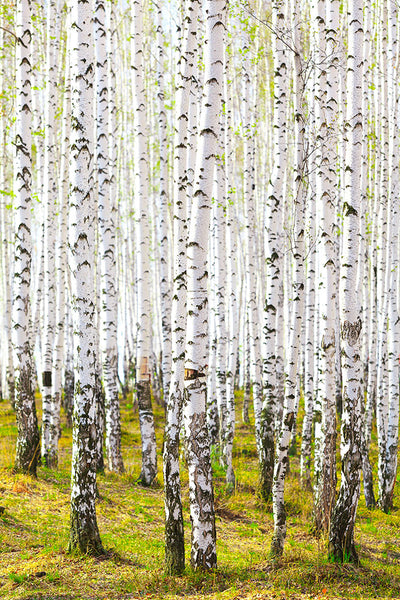 Fotótapéták The Birch Forest In The Spring