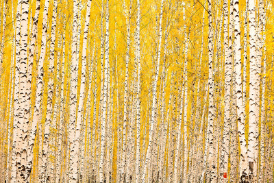 Fotótapéták The Birch Forest In Autumn