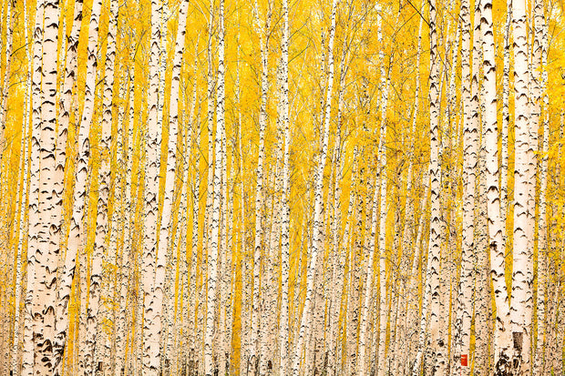 Fotótapéták The Birch Forest In Autumn
