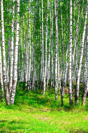 Fotótapéták The Birch Forest In Summer