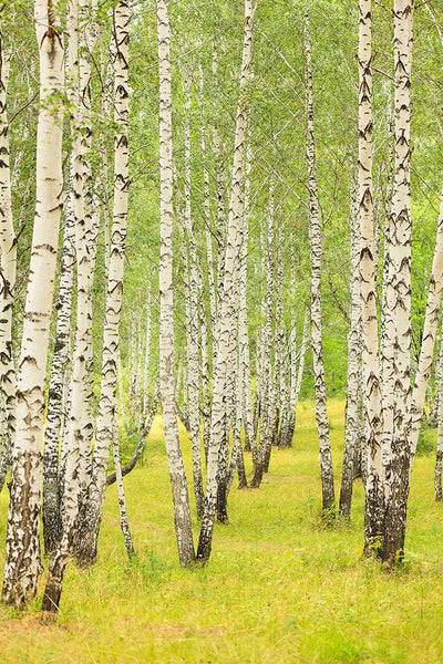 Fotótapéták The Birch Forest In Late Summer