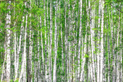 Fotótapéták The Birch Forest