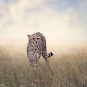 Fotótapéták The Cheetah