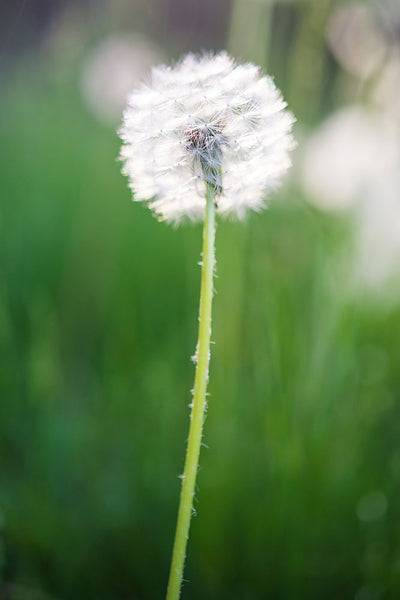 Fotótapéták Dandelion