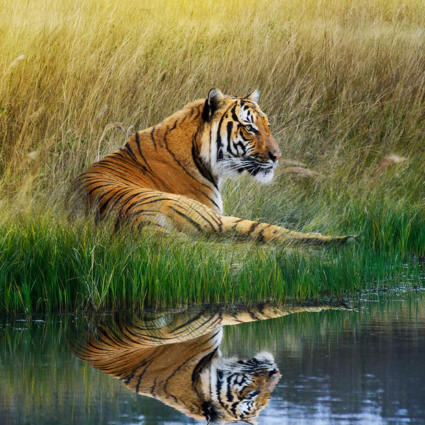 Fotótapéták The Tiger