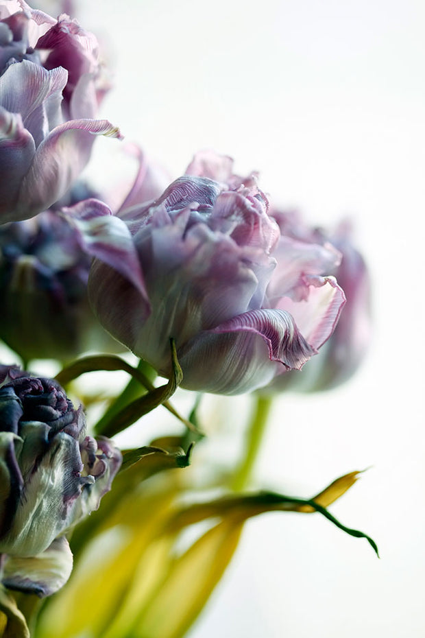 Fotótapéták Tulip Bouquet