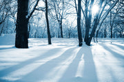 Fotótapéták The Forest Without Tracks In The Snow
