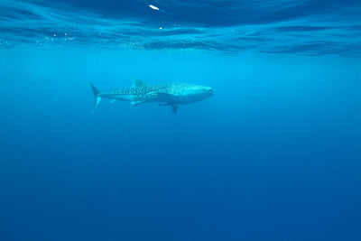 Fotótapéták The Whale Shark