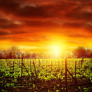 Fotótapéták The Vineyard At Sunset