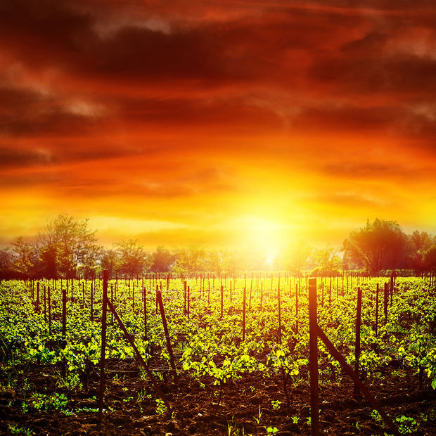 Fotótapéták The Vineyard At Sunset