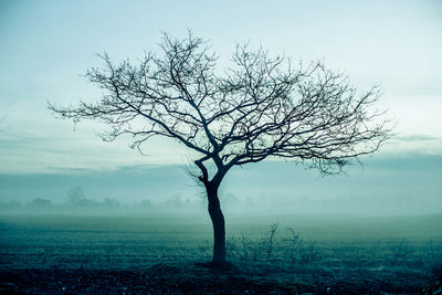 Fotótapéták The Magic Tree