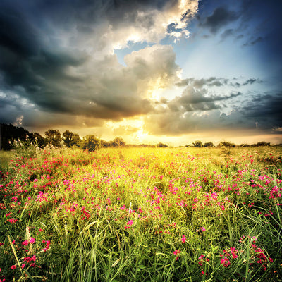 Fotótapéták Flowers Landscape