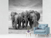 Fotótapéták The Elephants