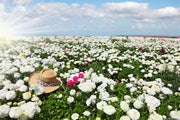 Fotótapéták Spring Flower Meadow