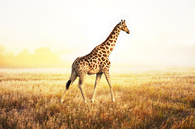 Fotótapéták The Giraffe