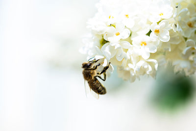 Fotótapéták The Bumblebee And The Flower