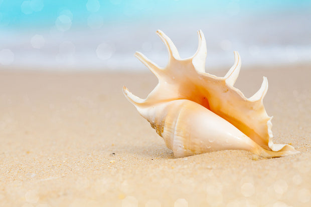 Fotótapéták The Shell On The Beach