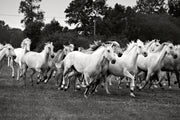 Fotótapéták The Mustang Herd