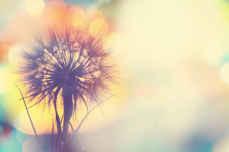 Fotótapéták The Dandelion In The Light