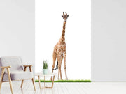 Fotótapéták The Long Giraffe