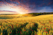 Fotótapéták A Flower Field At Sunrise