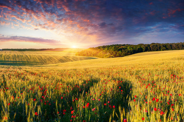 Fotótapéták A Flower Field At Sunrise