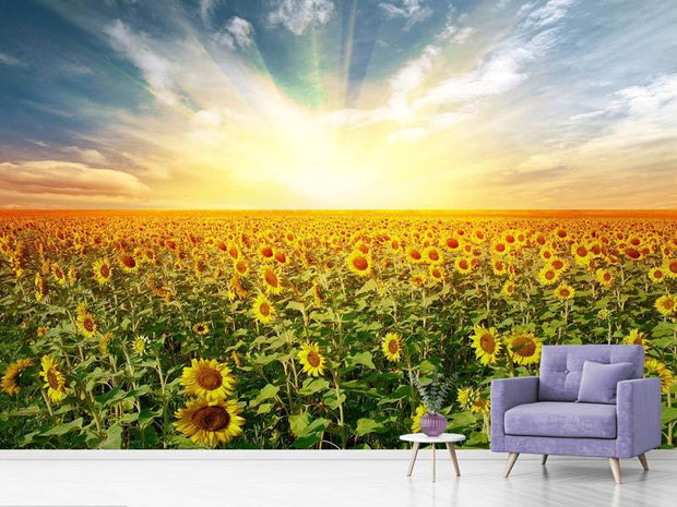 Fotótapéták A Field Full Of Sunflowers