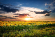 Fotótapéták A Field Of Sunflowers