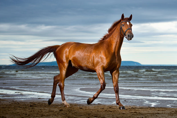 Fotótapéták A Thoroughbred At The Sea