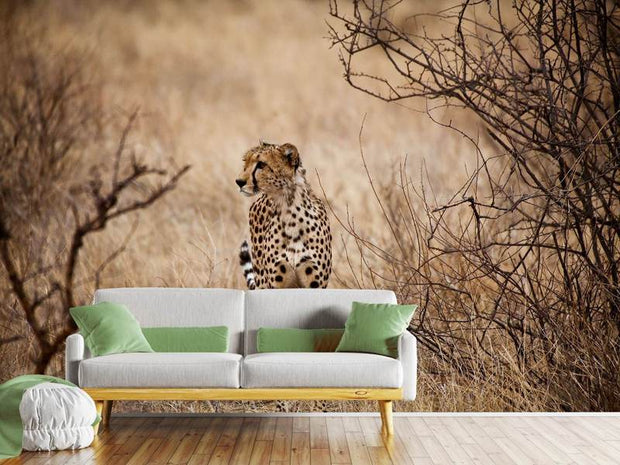 Fotótapéták Elegant Cheetah