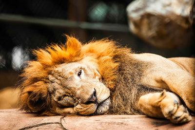 Fotótapéták Relaxed Lion