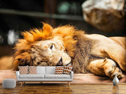 Fotótapéták Relaxed Lion