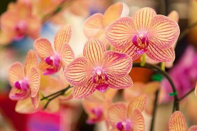 Fotótapéták Exotic Orchids