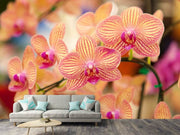 Fotótapéták Exotic Orchids